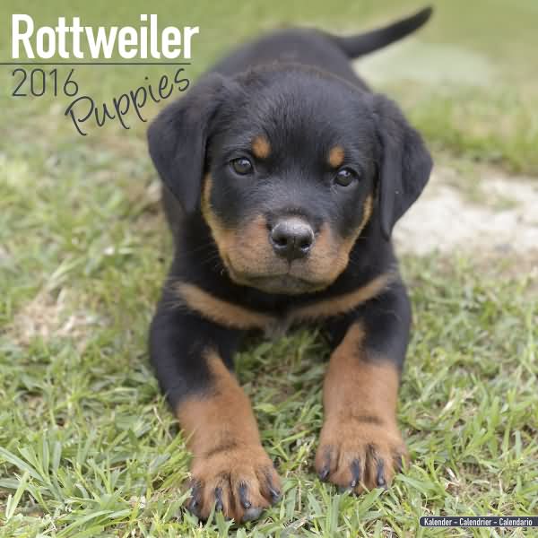Rottweiler Puppies Calendar